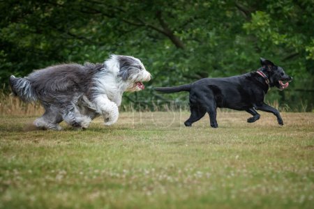 Foto de Antiguo perro pastor inglés persiguiendo a su amigo un labrador negro en un campo - Imagen libre de derechos