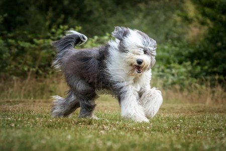Foto de Antiguo perro pastor inglés corriendo de derecha a izquierda y mirando directamente a la cámara - Imagen libre de derechos