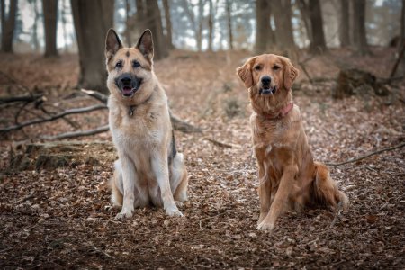 Téléchargez les photos : Golden Retriever et German Shepherd Dog dans une forêt regardant la caméra - en image libre de droit