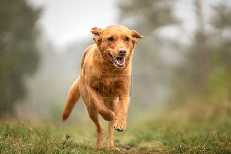 Téléchargez les photos : Fox Red Labrador courir dans la forêt vers la caméra tout heureux - en image libre de droit