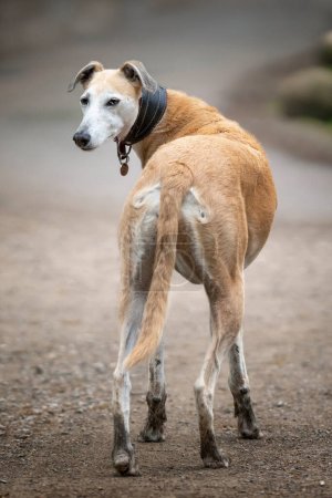 Photo for Rescue Lurcher looking back towards the camera with four muddy paws - Royalty Free Image