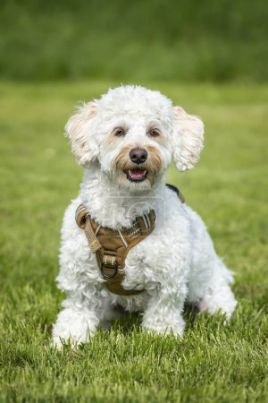 Photo for Cream white Bichonpoo dog - Bichon Frise Poodle cross - standing in a field looking to the camera looking very happy - Royalty Free Image