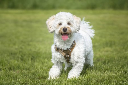Photo for Cream white Bichonpoo dog - Bichon Frise Poodle cross - standing in a field looking to the camera very happy - Royalty Free Image