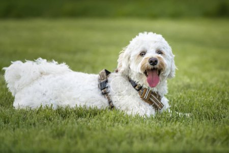 Photo for Cream white Bichonpoo dog - Bichon Frise Poodle cross - laying down on the grass looking directly to the camera - Royalty Free Image