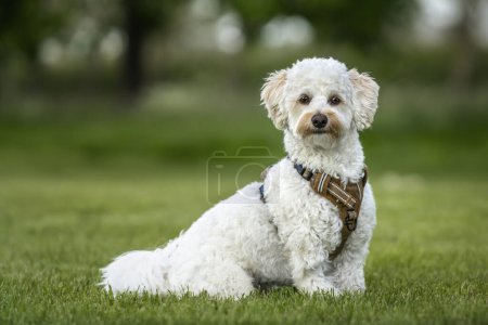 Photo for Cream white Bichonpoo dog - Bichon Frise Poodle cross - sitting in a field looking directly to the camera - Royalty Free Image