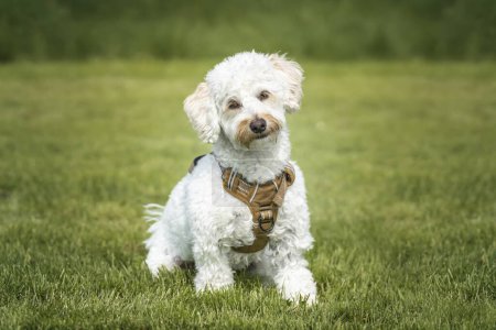 Photo for Cream white Bichonpoo dog - Bichon Frise Poodle cross - with a head tilt looking directly to the camera in a field - Royalty Free Image