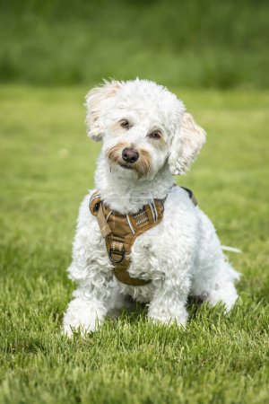 Photo for Cream white Bichonpoo dog - Bichon Frise Poodle cross - with a head tilt looking directly to the camera in a field - Royalty Free Image