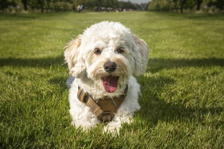 Photo for Cream white Bichonpoo dog - Bichon Frise Poodle cross - laying down close up in a field in the summer with trees both sides - Royalty Free Image