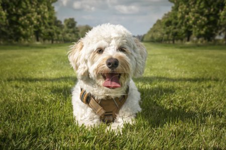 Photo for Cream white Bichonpoo dog - Bichon Frise Poodle cross - laying down close up in a field in the summer with clouds - Royalty Free Image