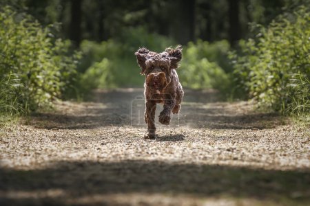 Photo for Brown Sprockapoo dog - Springer Cocker Poodle cross - looking crazy running on a path in the forest like a Tasmanian devil - Royalty Free Image