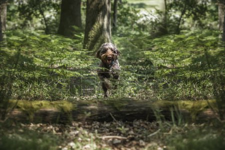 Photo for Brown Sprockapoo dog - Springer Cocker Poodle cross - running in the forest to jump a fallen tree - Royalty Free Image