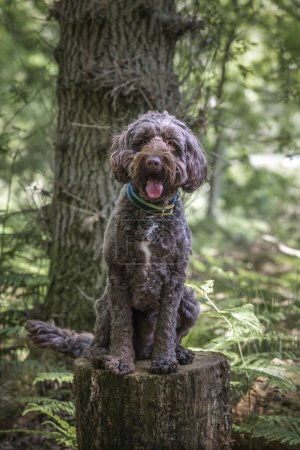Photo for Brown Sprockapoo dog - Springer Cocker Poodle cross - sitting on a tree stump looking at the camera in the forest - Royalty Free Image
