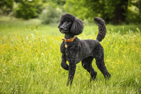 Poodle estándar negro de pie en un prado de flores amarillas en el verano