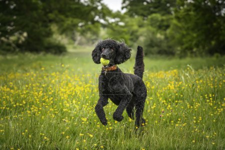 Black Standard Poodle leaping with a ball in her mouth in a meadow of yellow flowers in the summer