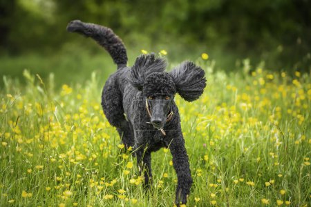 Black Standard Poodle running towards the camera with ears up in a meadow of yellow flowers in the summer