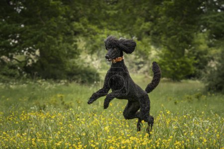 Black Standard Poodle saltando como un caballo loco en un prado de flores amarillas en el verano