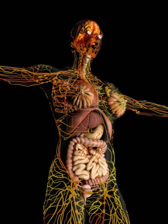 Téléchargez les photos : Représentation graphique du système sanguin humain.., rendu 3d - en image libre de droit