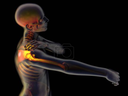 Photo for Graphical representation of the human skeleton.,3d render - Royalty Free Image
