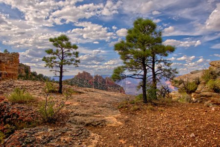Pine Trees growing out of a rock cliff on the edge of the Grand Canyon in Arizona. The formation called Sinking Ship is in the background.