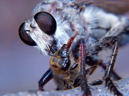 Foto de Un ladrón depredador vuela nativo de Arizona, familia Asilidae, alimentándose de una abeja de miel indefensa que había atrapado. Al igual que un vampiro esta mosca mata a su víctima mordiendo el tejido blando del cuello. - Imagen libre de derechos