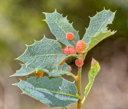 Téléchargez les photos : Cynipide Wasp Galls on Emory Oak Leaves. Ce chêne Emory particulier, Quercus Emoryi, est originaire de la région de la vallée de Chino en Arizona. Les galles rouges contiennent la larve de la guêpe. - en image libre de droit