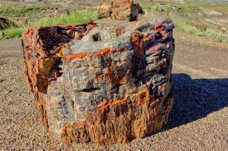 Foto de Un trozo de madera cristalizada en el Bosque Petrificado de Arizona a lo largo del Sendero del Bosque de Cristal. - Imagen libre de derechos