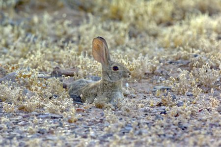 A Desert Cottontail Rabbit, native to Arizona, relaxing among vegetation. Scientific name is Leporidae Sylvilagus.