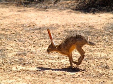 An Arizona Jackrabbit, also known as a Hare, running through the hot desert. Due to the rapid motion there is some motion blur.