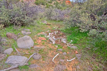 Una pila de huesos de animales a lo largo del sendero del cañón del bosque al sur de Sedona AZ. Podrían ser los restos de un ciervo.
