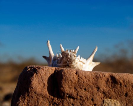 Den Unterkieferknochen eines Tieres habe ich beim Wandern in der Wüste Arizonas gefunden. Da es Reißzähne hat, gehört es wahrscheinlich einer Katze.