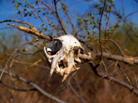 An animal skull placed on a branch as a symbolic warning to keep out of the area.