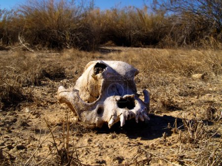 The decaying skull of a Javelina in the Arizona desert. Javelina are a species of wild pig.