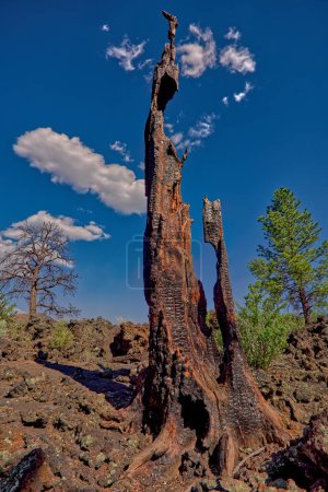 Photo for A dead burned out tree that was struck by lightning at the Sunset Crater National Monument in Arizona. - Royalty Free Image