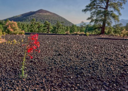 Photo for A lonely wildflower blooming in the desolate cinder fields of Sunset Crater National Monument in Arizona. - Royalty Free Image