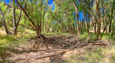 Un denso bosque ribereño en el Área de Vida Silvestre del Río Verde Superior cerca de la confluencia con Granite Creek en Arizona
