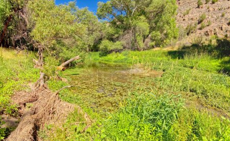 Téléchargez les photos : Une zone de la Réserve faunique du Haut-Verde en Arizona qui est une zone humide fortement végétalisée. - en image libre de droit