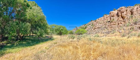 A dry meadow of dead grass and plants next to a riparian forest along the Verde River just east of Granite Creek in Arizona.