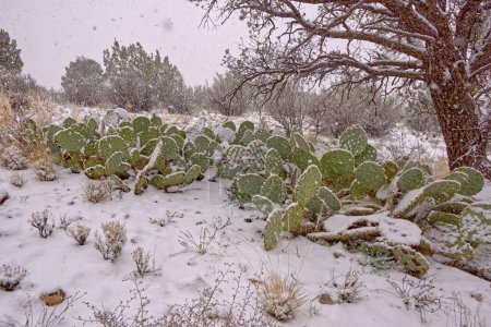 Blizzard in the land of Cactus. A large cluster of Prickly Pear Cacti getting covered in snow during a blizzard in the high desert of Chino Valley Arizona.