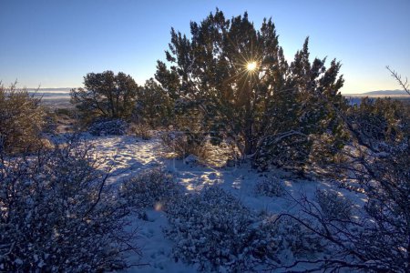 Morning sunlight shining through snow covered Juniper branches in Chino Valley AZ.