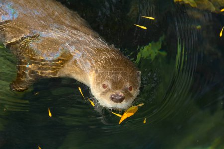 A River Otter native to Arizona swimming in a stream near Tucson.