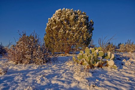 Cacti and Juniper in Winter. A cluster of Prickly Pear Cacti and a large Juniper tree covered in snow from a winter storm in Chino Valley AZ.