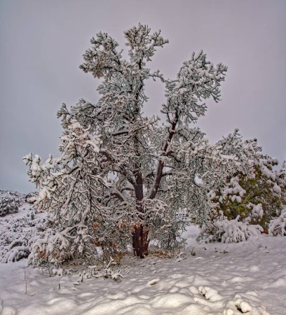 A dead tree being weighed down by snow from an overnight winter storm in Chino Valley AZ.