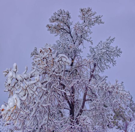 A dead tree covered in fresh snow from a winter storm that rolled through Chino Valley AZ on Thanks Giving Night.