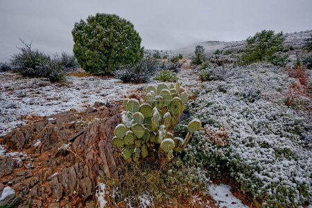 Snowy Foggy Morning in Chino Valley Arizona. A light snow from the night before now turning to fog because of a sharp rise in temperature.