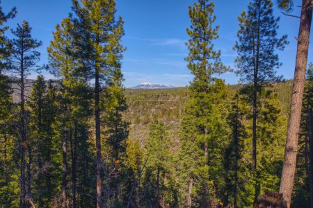 View of the San Francisco Peaks from the forest along the Telephone Trail north of Sedona AZ.