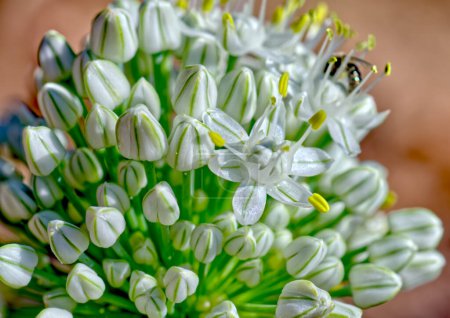 Flower cluster of the common Garden Onion. Botanical name, Allium Cepa. The flowers and green stems are edible.