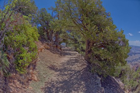 Der Transept Trail, wo er vom Bright Angel Point Trail am Nordrand des Grand Canyon Arizona abzweigt.