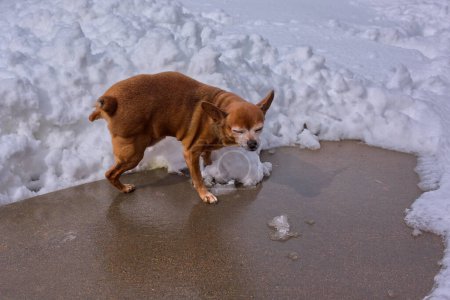 An elderly male Chihuahua marking a pile of snow after a recent winter storm in Chino Valley Arizona.