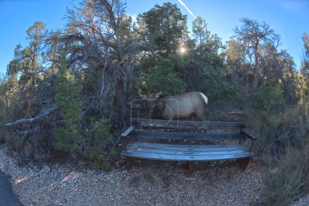 A female Elk that came out of the forest along the Greenway Trail that runs between Pima Point and Monument Creek Vista at Grand Canyon Arizona.