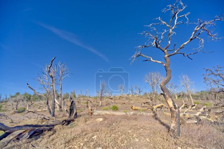 Dead trees in a forest east of Shoshone Point that was burned many years ago from a forest fire at Grand Canyon Arizona.
